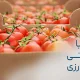 بسته بندی صادراتی محصولات کشاورزی
